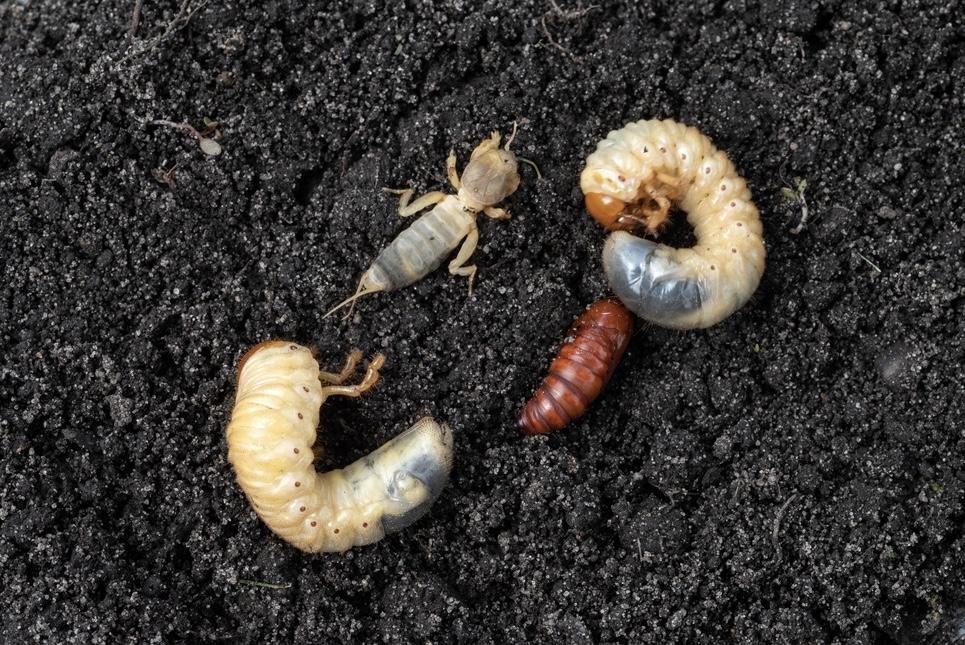 Грунтові шкідники садових і городніх культур. Частина 1.