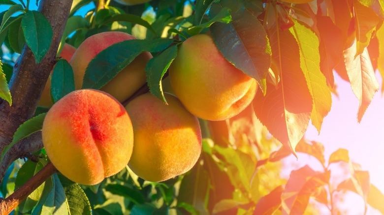 Правильне вирощування персика: календарний план обробок персика від шкідників і хвороб на рік