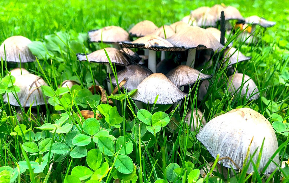 Гриби в саду: користь та шкода. Як визначити їстівні та неїстівні гриби
