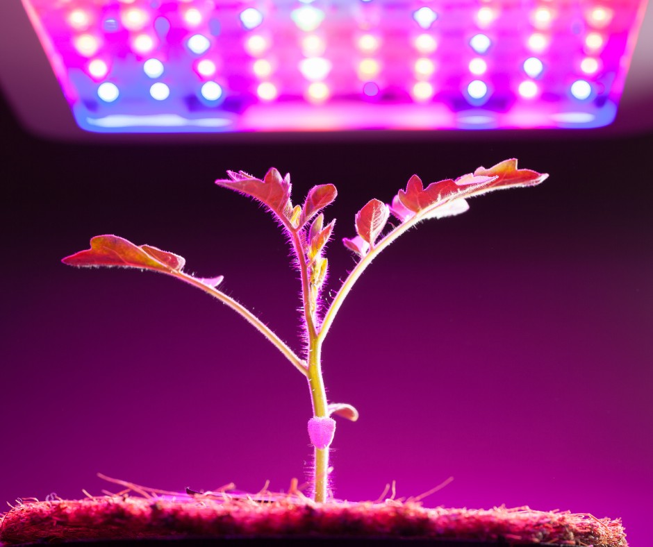 Досвічування розсади: коли, скільки та чим освітлювати?