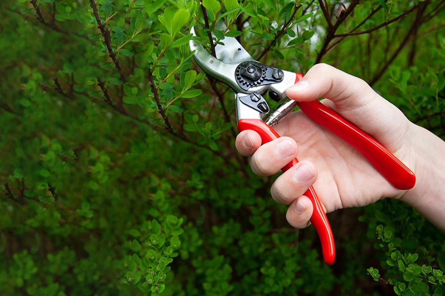 Як правильно вибрати секатор: види, характеристики та поради для садівників
