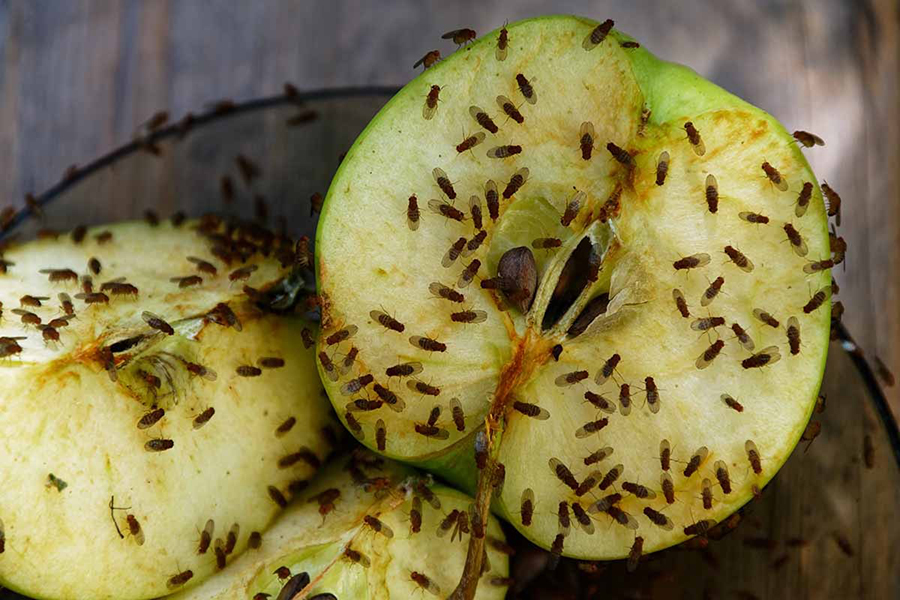 Дрозофіли: звідки беруться та як ефективно позбутися мушок у домі. ТОП - 5 найефективніших пасток для мушки