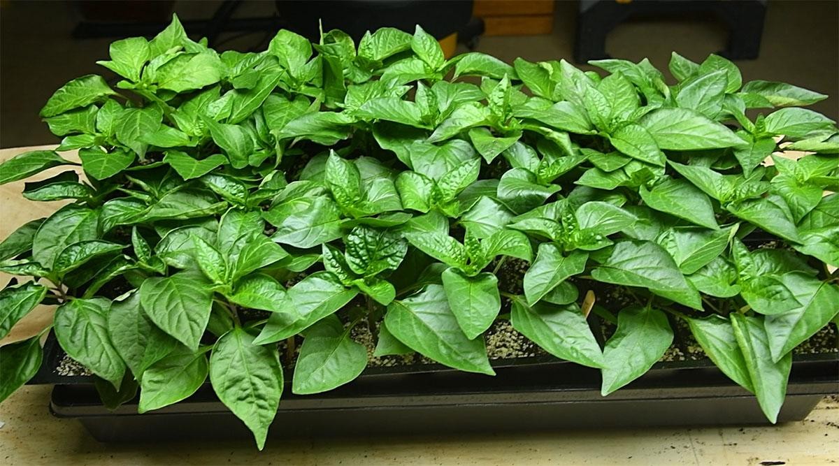 Розсада перцю для великого врожаю: відповідаємо на ТОП-10 питань