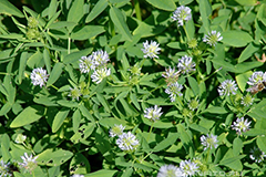 Насіння пажитника