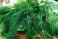 Семена укропа