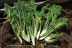 Семена фенхеля