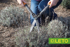 Лаванда - весняний догляд