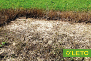 Прибираємо всі бур'яни (гербіциди суцільної дії)