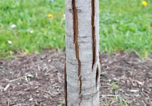 Морозобоїни на стовбурах