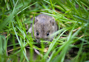 Боротьба з гризунами