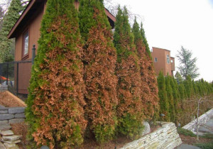 Весняний опік хвойних