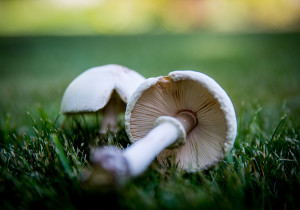 Гриби на газоні