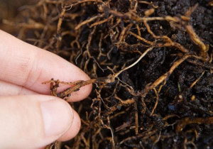 Кореневі гнилі хвойних