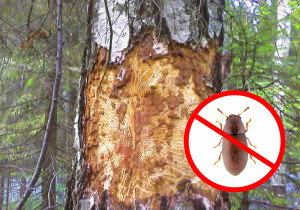 Короїд на соснах