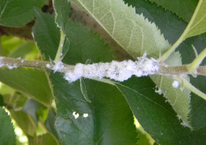 Кривава тля на яблуні