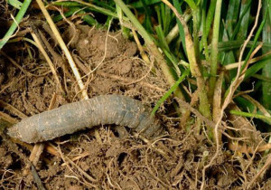 Личинки комара-довгонога на газоні