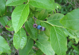 Відсутність плодів на лохині