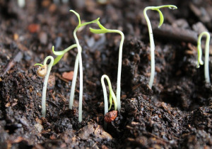 Погана схожість насіння квітів і овочів