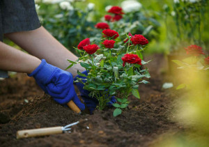 Посадка троянд