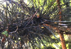 Сажистий гриб на хвойних