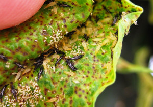 Трипси на кімнатних рослинах