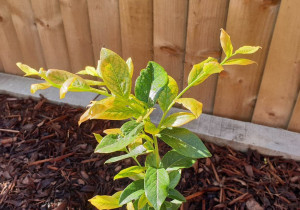 Хлороз лохини