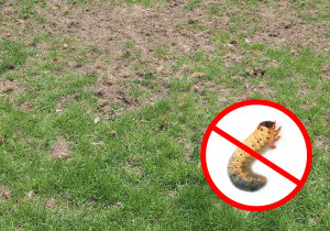 Хрущі на газоні