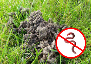 Черви на газоні