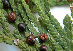 Щитівка на хвойних