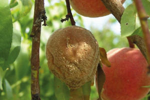 Моніліальна гниль плодових