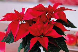 Проблеми та догляд за Пуансетією
