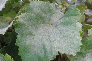 Оїдіум - борошниста роса винограду