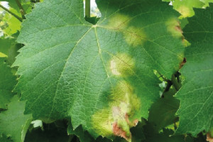 Мілдью - несправжня борошниста роса винограду