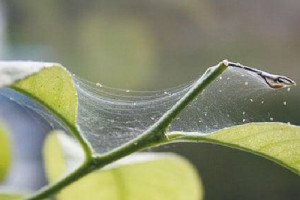 Павутинний кліщ на кімнатних рослинах