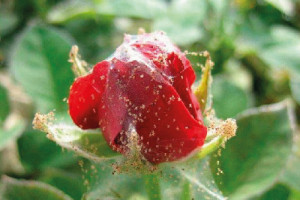 Павутинний кліщ на декоративних садових рослинах