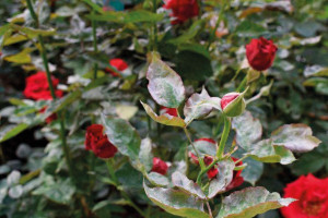 Борошниста роса на трояндах