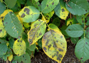 Чорна пятнистість троянд