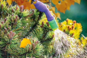 Осінній догляд за хвойними рослинами. Схема обробок