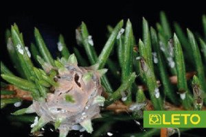 Хермес на хвойних