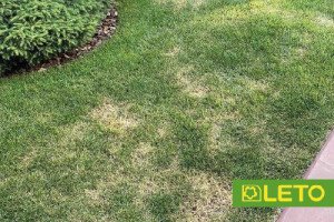 Фузаріоз газону