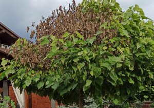 Вертицильозне в'янення катальпи