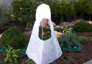 Укриття троянд на зиму