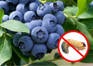 Лохина пошкоджена личинкою хруща