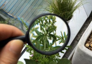 Карантин рослин