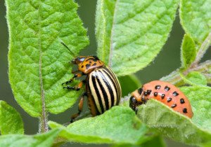 Колорадський жук на картоплі