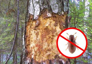 Короїд на соснах