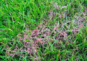 Червона нитка газону