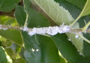 Кривава тля на яблуні