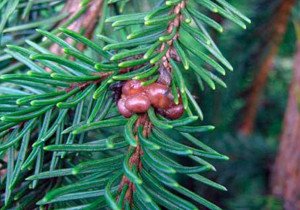 Псевдощитівка на ялинках