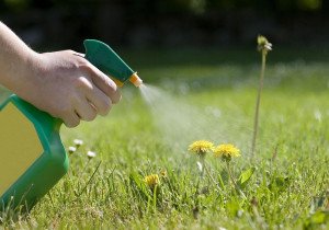 Кульбаба і конюшина на газоні